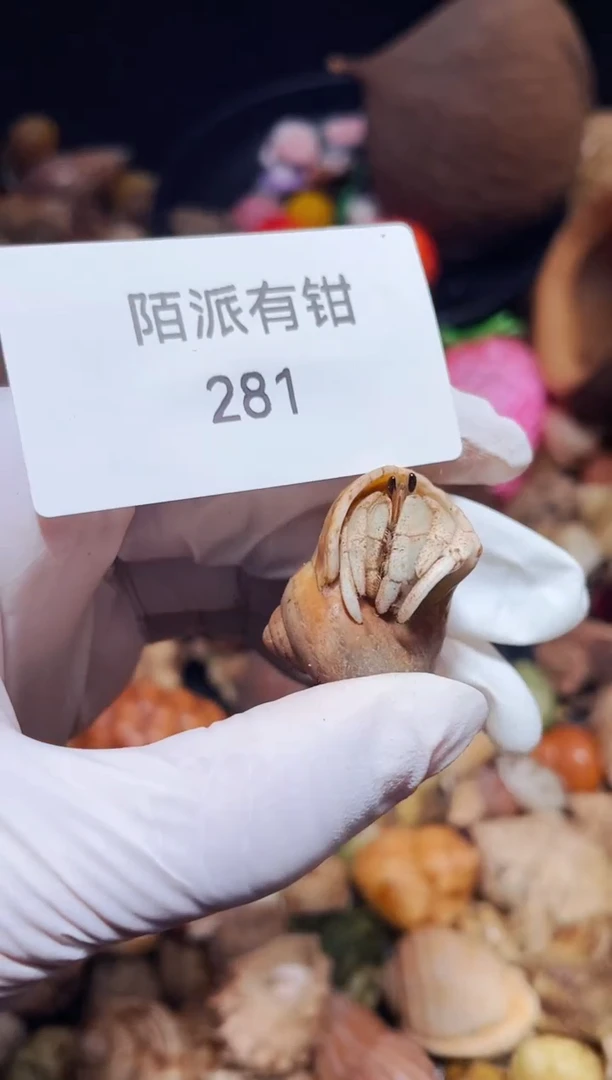 陌派有钳寄居蟹281