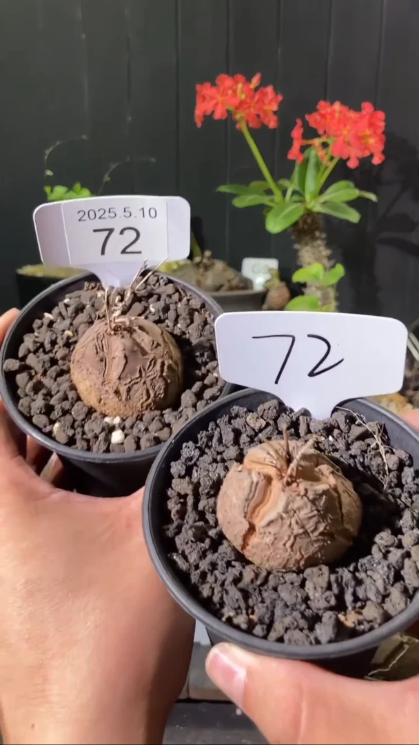 72号5.10 福利南非龟甲龙一组