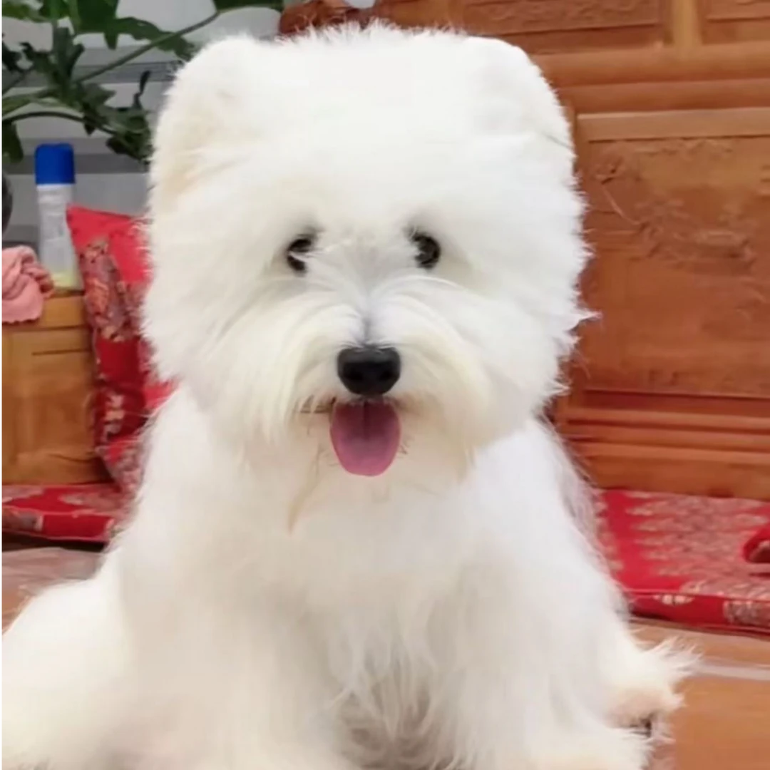 昆明诚信犬业活体链接