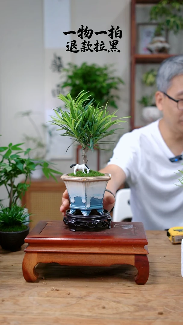 完全开放楼***人罗汉松443