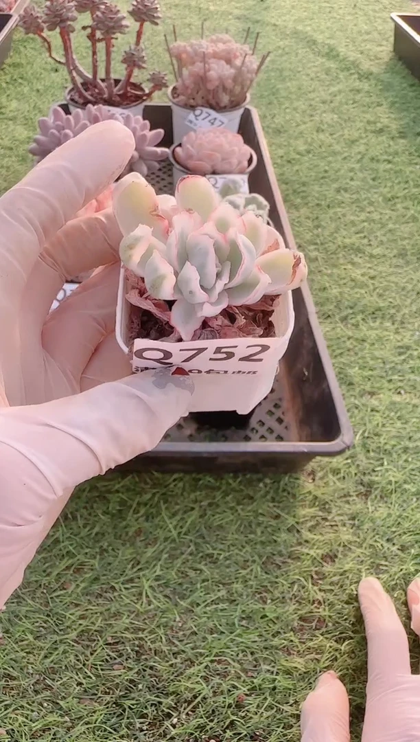 【闪购商品】梦会多肉一物一拍