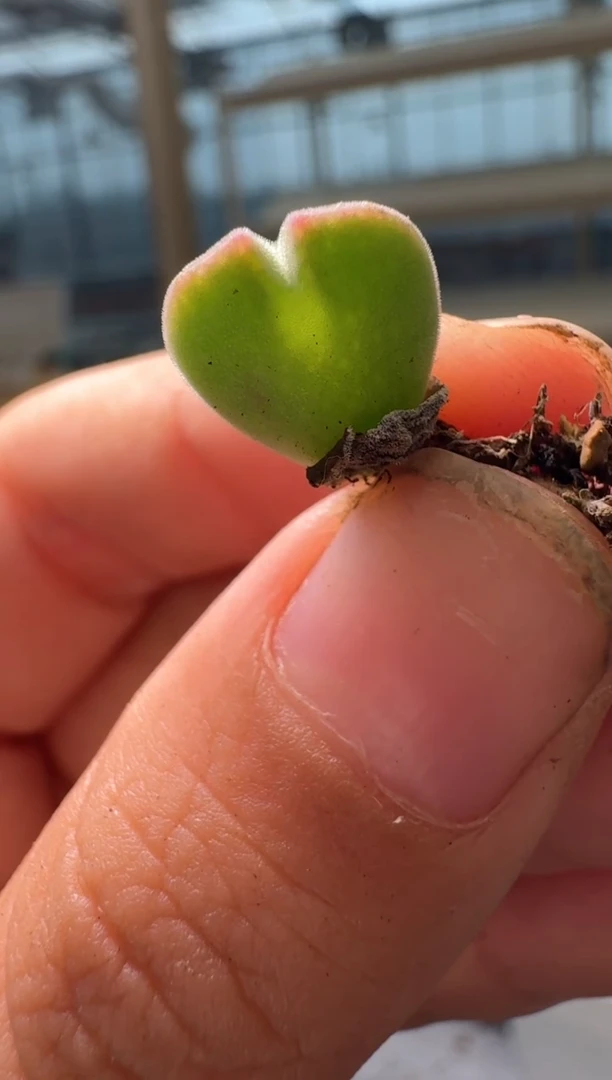 西*露28-343多肉植物肉锥