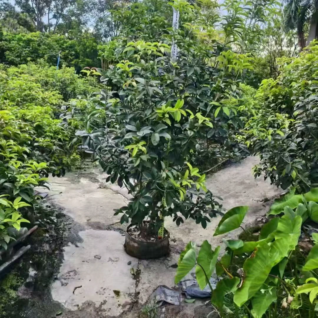 庭院金桂单桂常绿植物