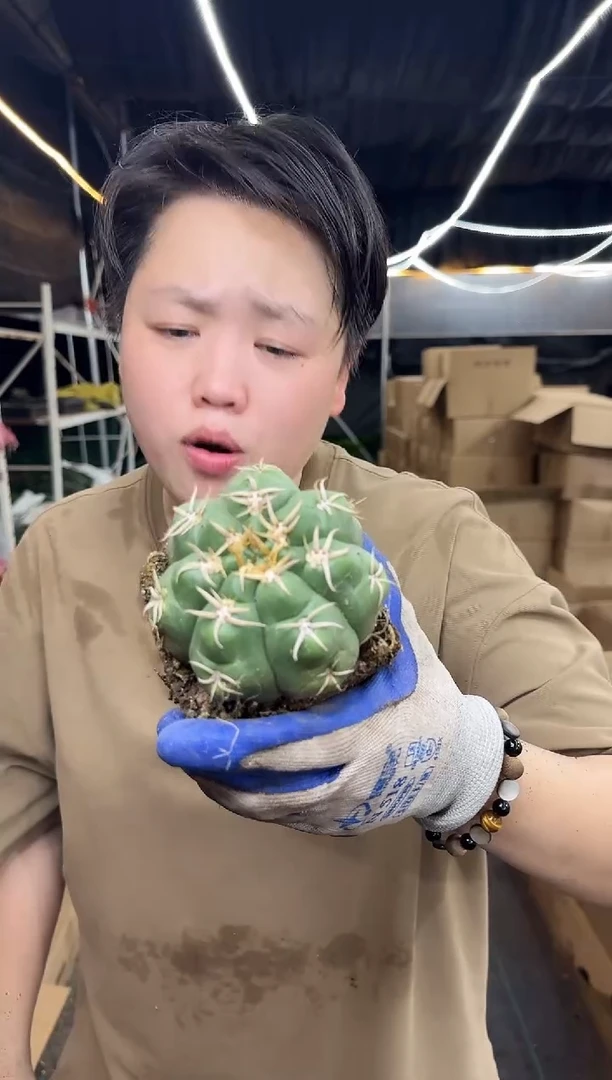 实生美花海王1颗 9.99