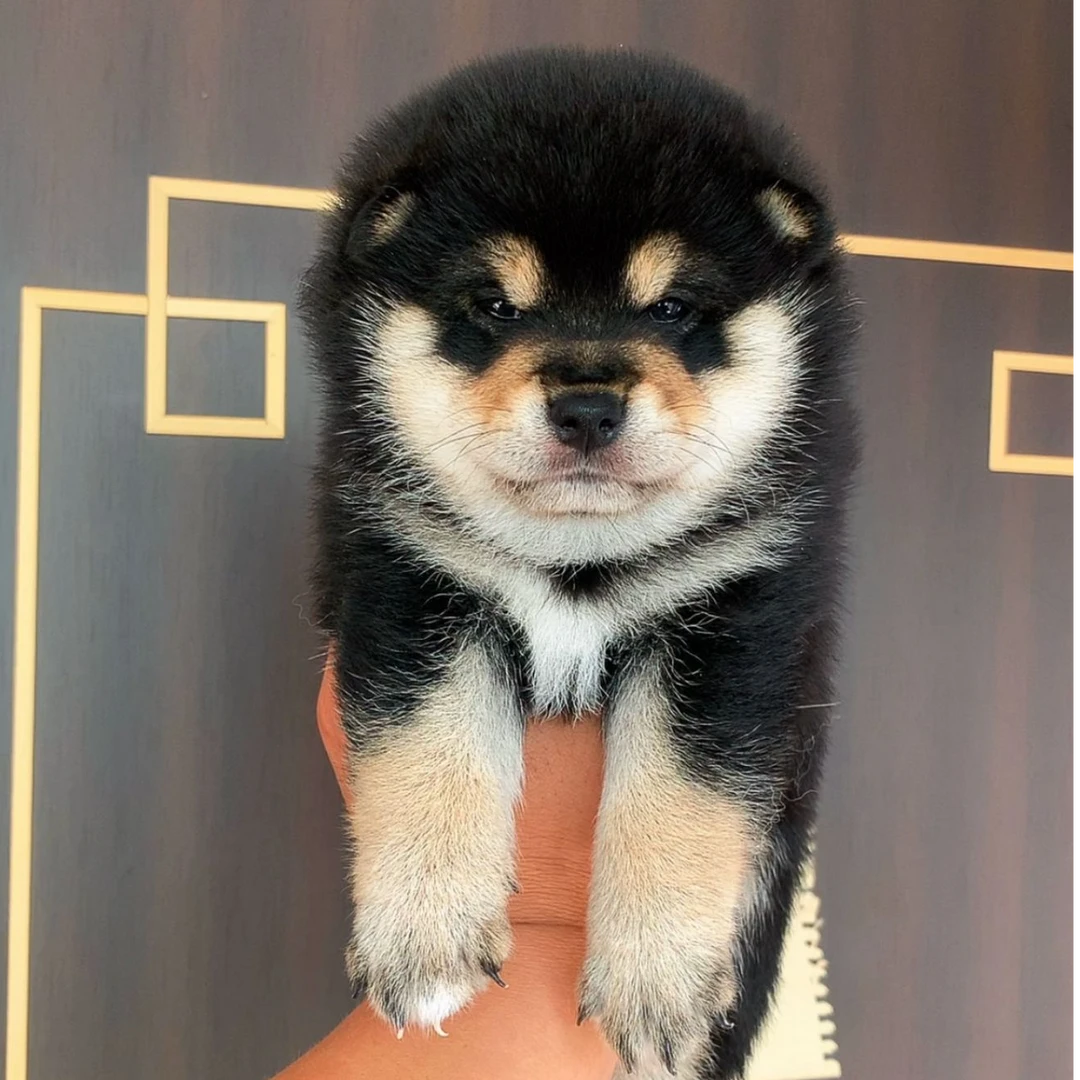 新（潇龙柴犬之家）狗狗活体