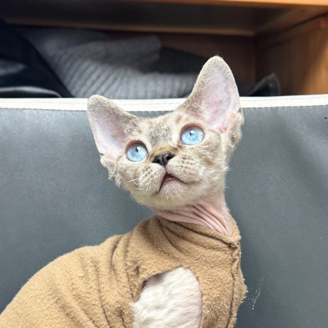 来了姊妹-貂色德文猫 妹妹 J11