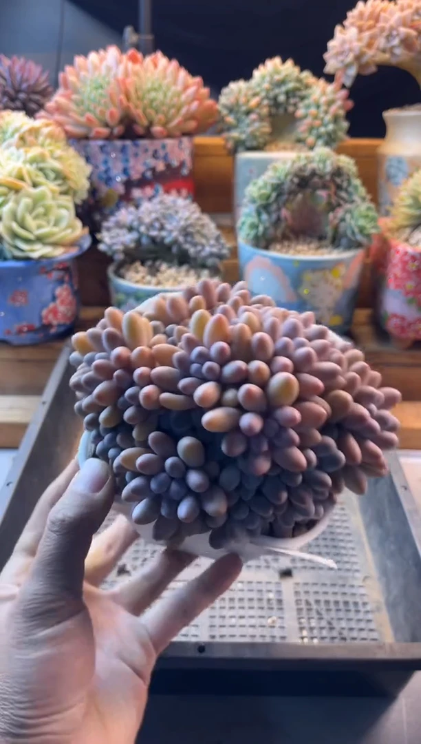 12.18-32汤圆111111111111