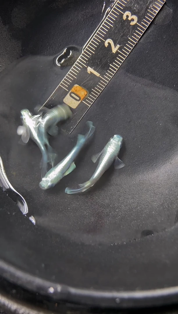 青鳉鱼16号天使短