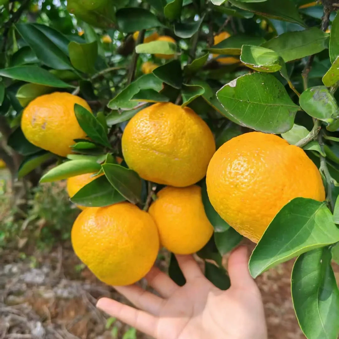 ［助农专场］湖北高山蜜桔黄皮无籽汁水饱满桔子橘子应季健康水果