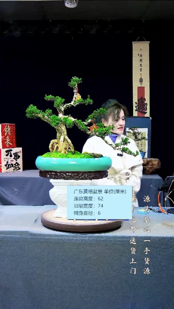 【闪购商品】雀舌黄杨盆景雀舌黄杨盆景