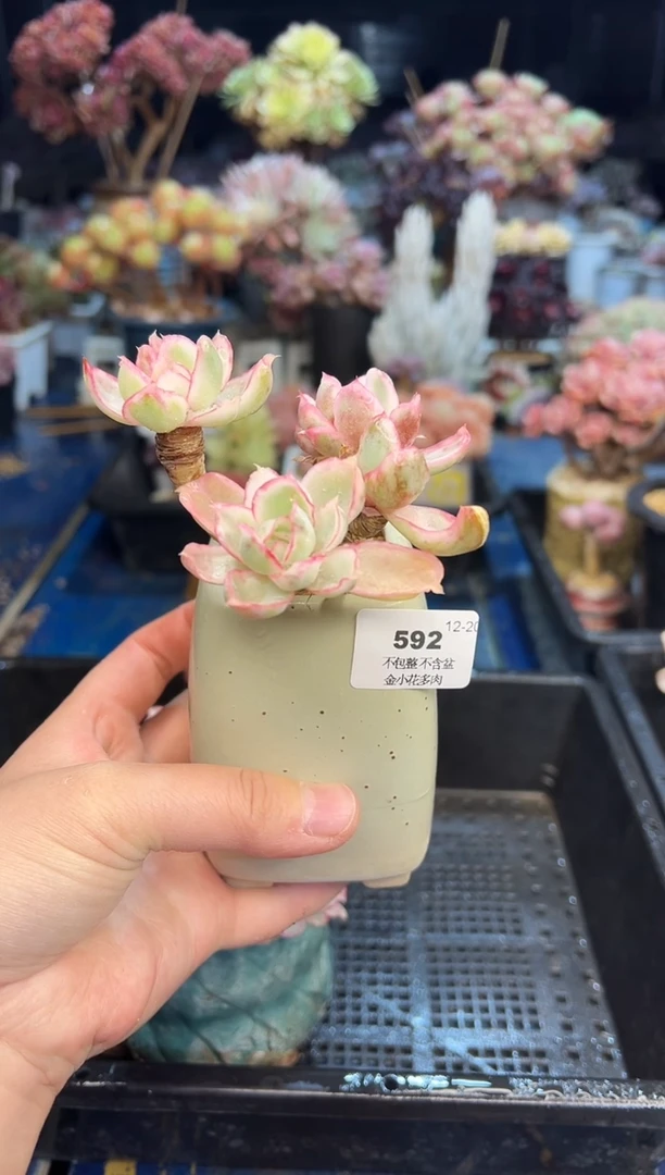 【闪购商品】592不带盆