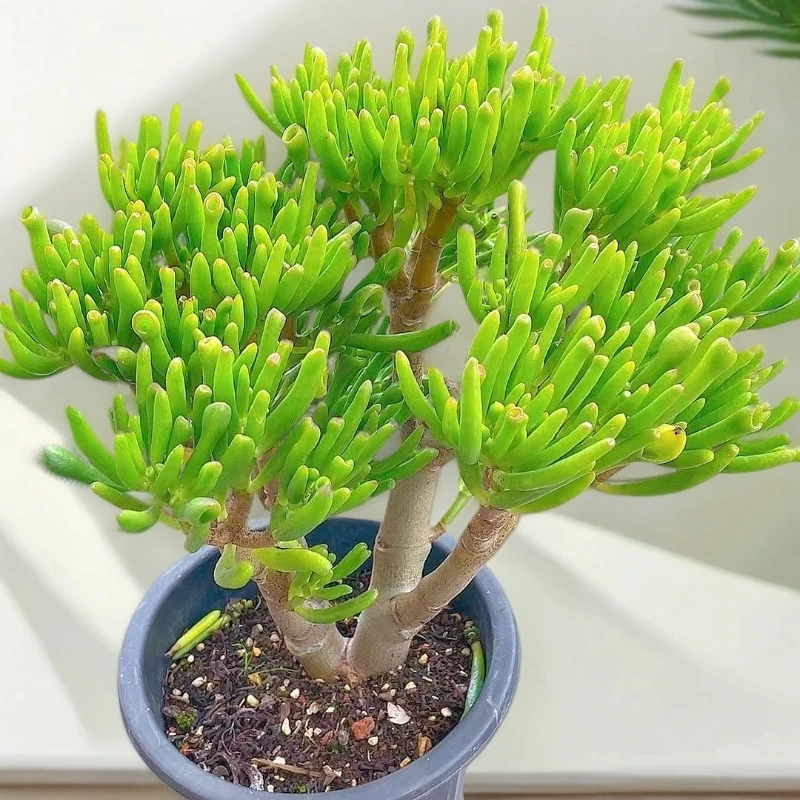 小号老桩吸财树  好种好养 树形多肉  新手老手都可养 室内室外