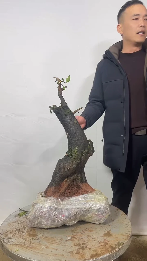 以实际为准盆景，盆栽，一物一拍