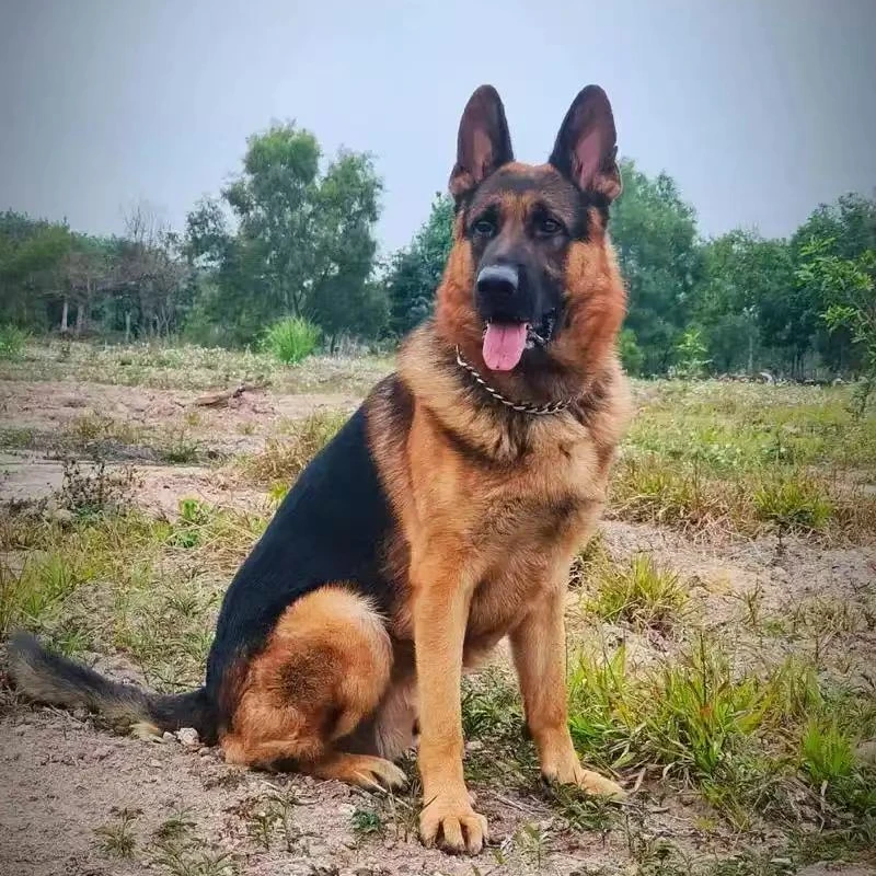 《鸿信德牧严选》狗狗活体