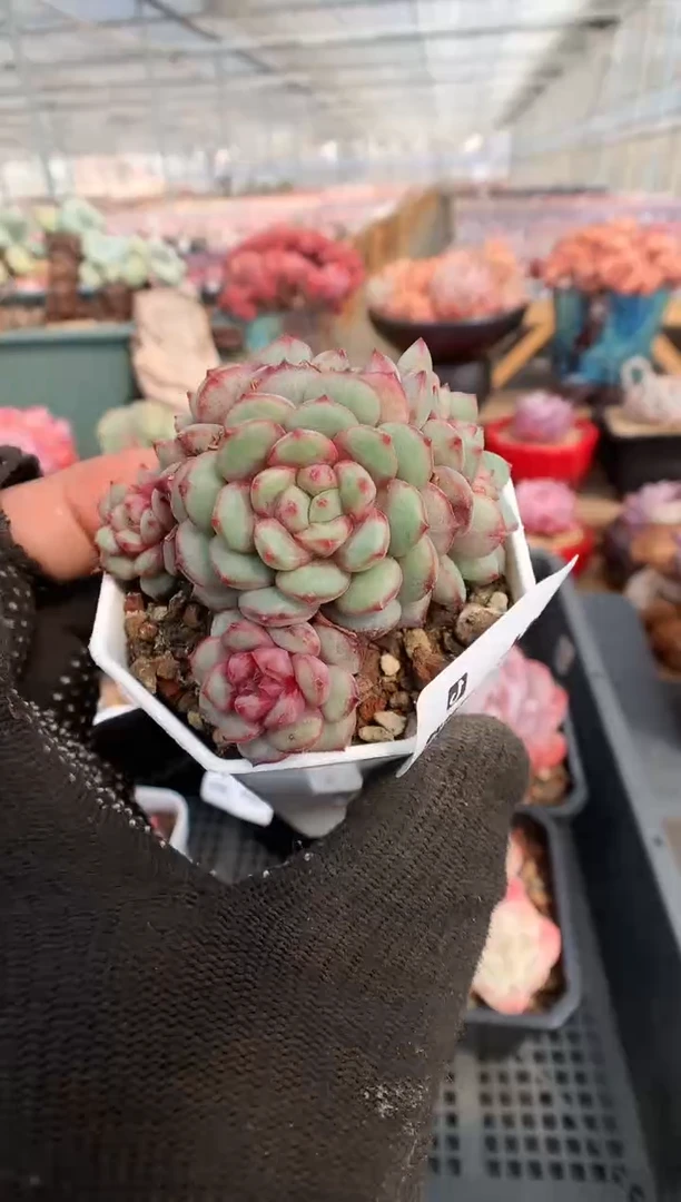 【闪购商品】483金雀一物一拍