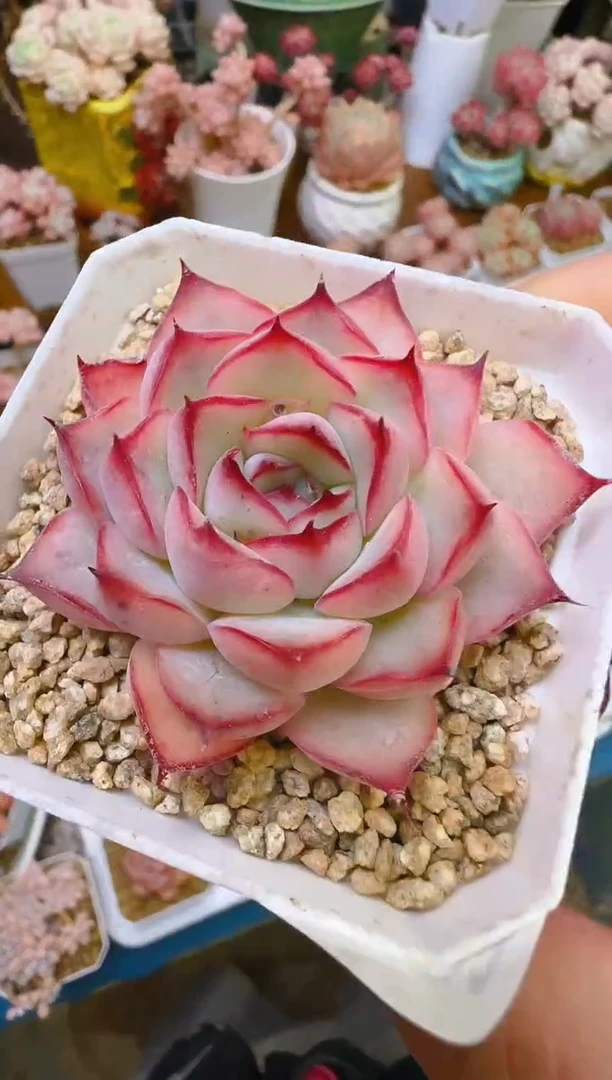 【闪购商品】喜—091—仙农(橙荷）