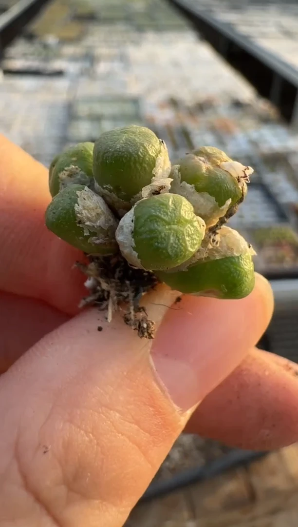 【闪购商品】3-99.