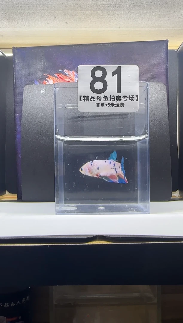 斗鱼母鱼编号：81
