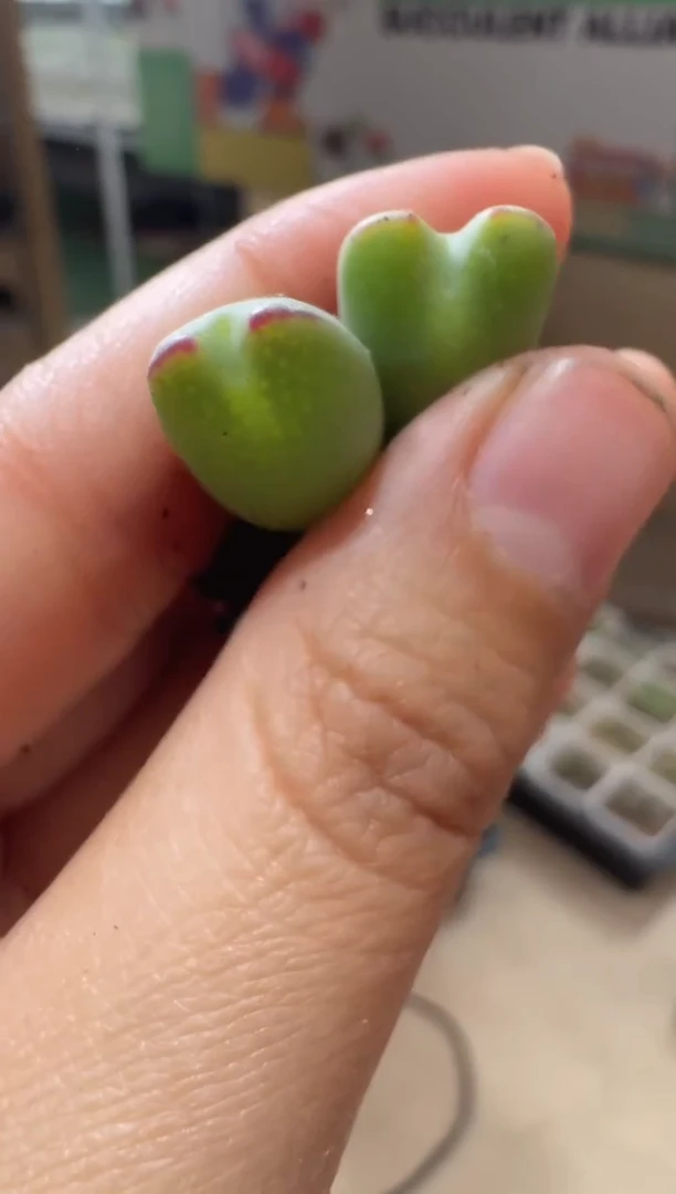 17-308多肉植物肉锥皮卡丘一颗