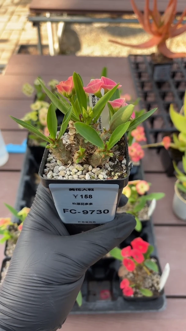 美花大戟FC-9730