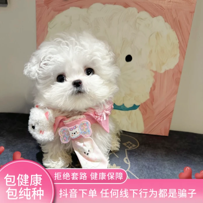 直播间专用狗狗链接