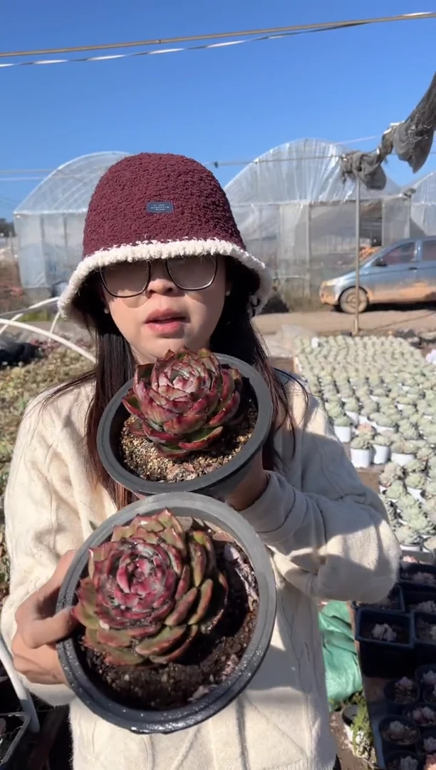 【闪购商品】露养区精控惊鸿带盆土一颗38