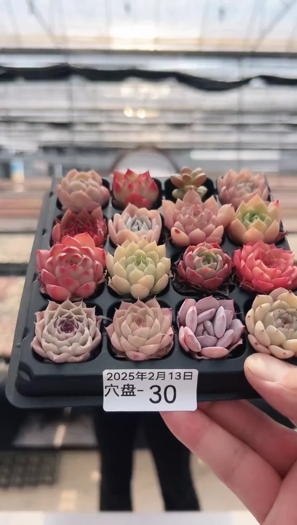 【闪购商品】穴盘-30