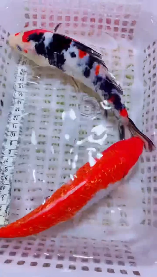 锦鲤血统锦鲤全场包邮74