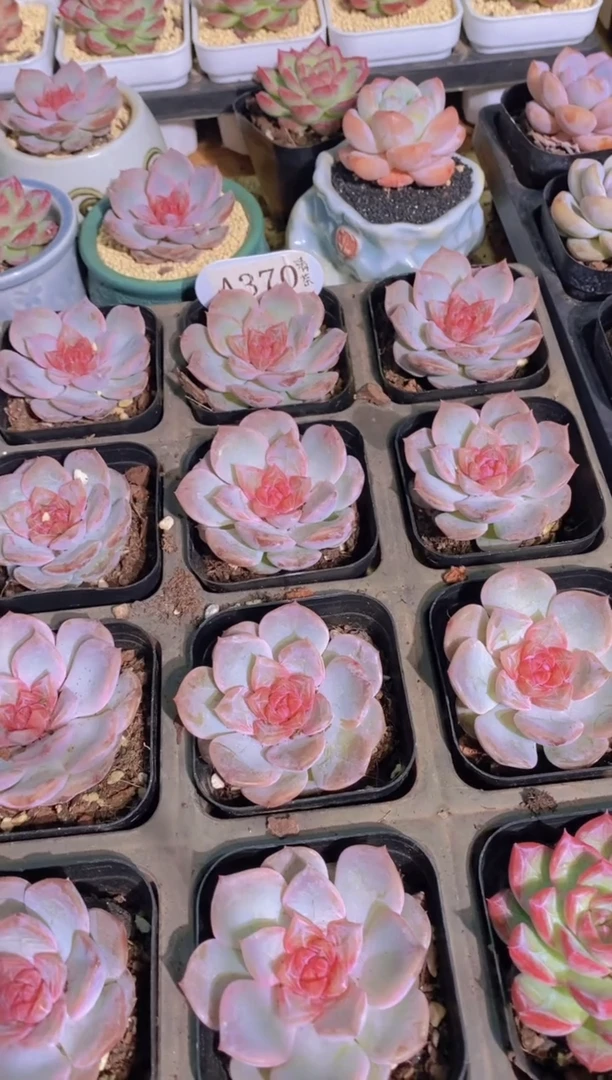 A370-W清茶（量拍）