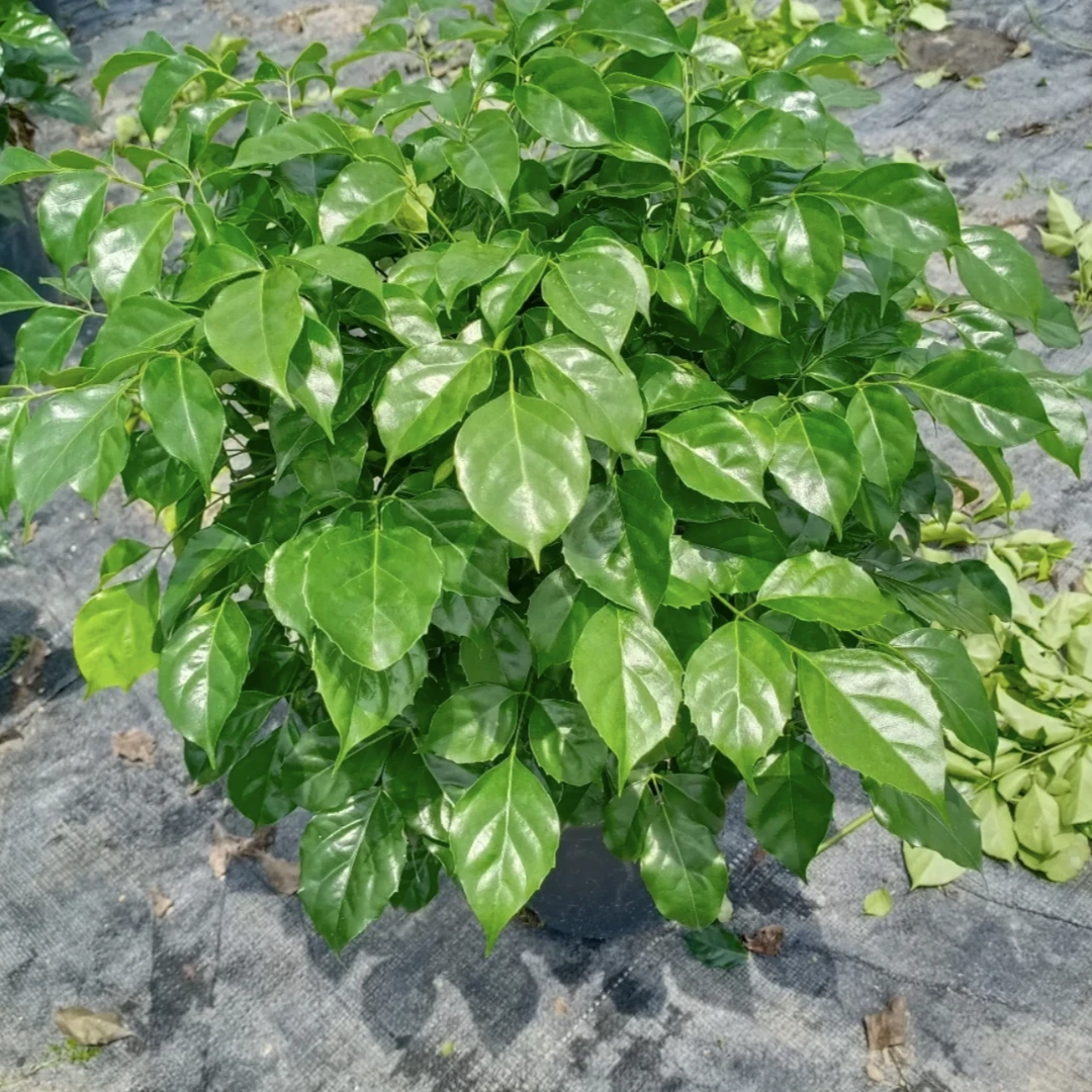 幸福树盆栽室内客厅新家吸甲醛净化空气四季常青植物