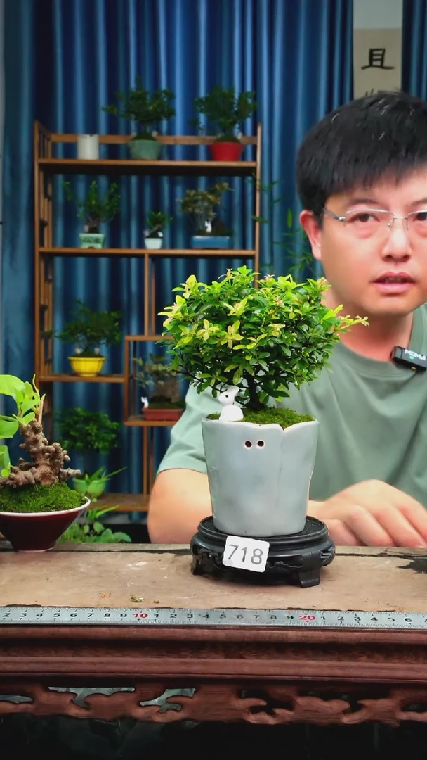 无花朵苔藓微景观718号