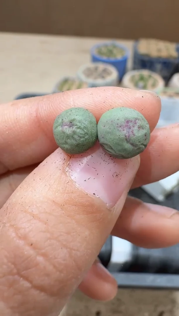 多肉植物肉锥16-34