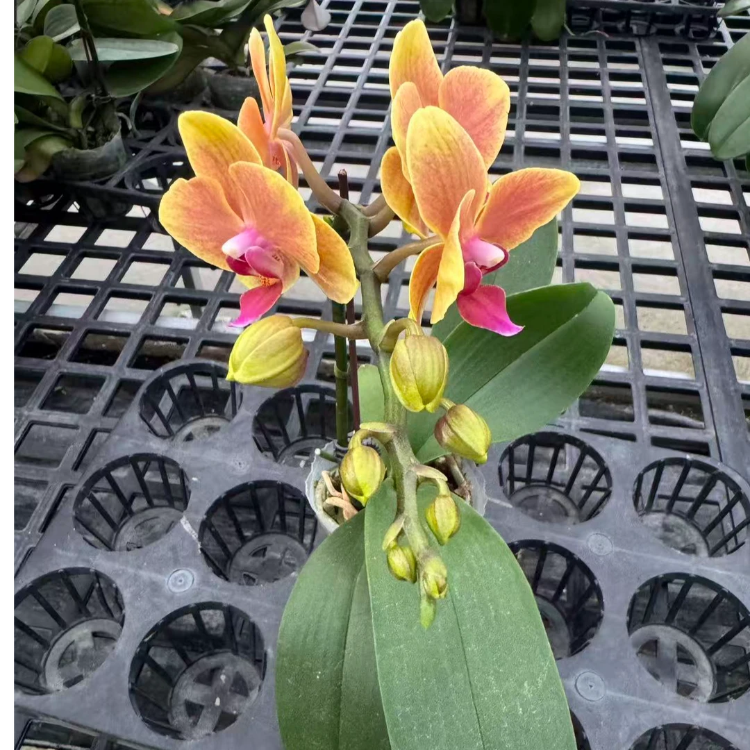 蝴蝶兰【亲爱的】鲜花盆栽室内观赏花花佛山基地直发好养易活