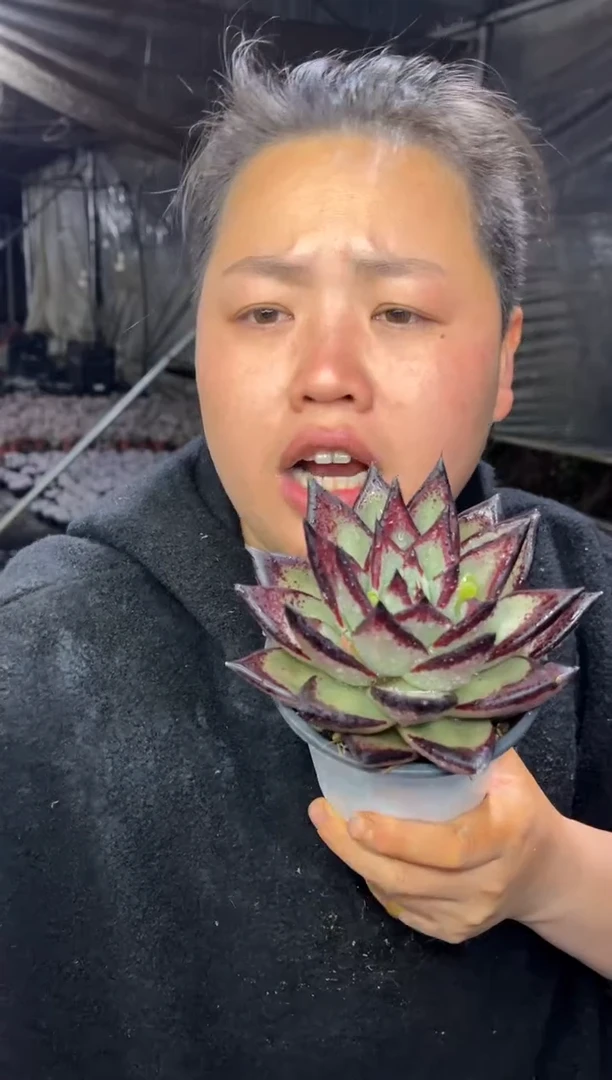 【闪购商品】21-黑檀汁12CM6.8