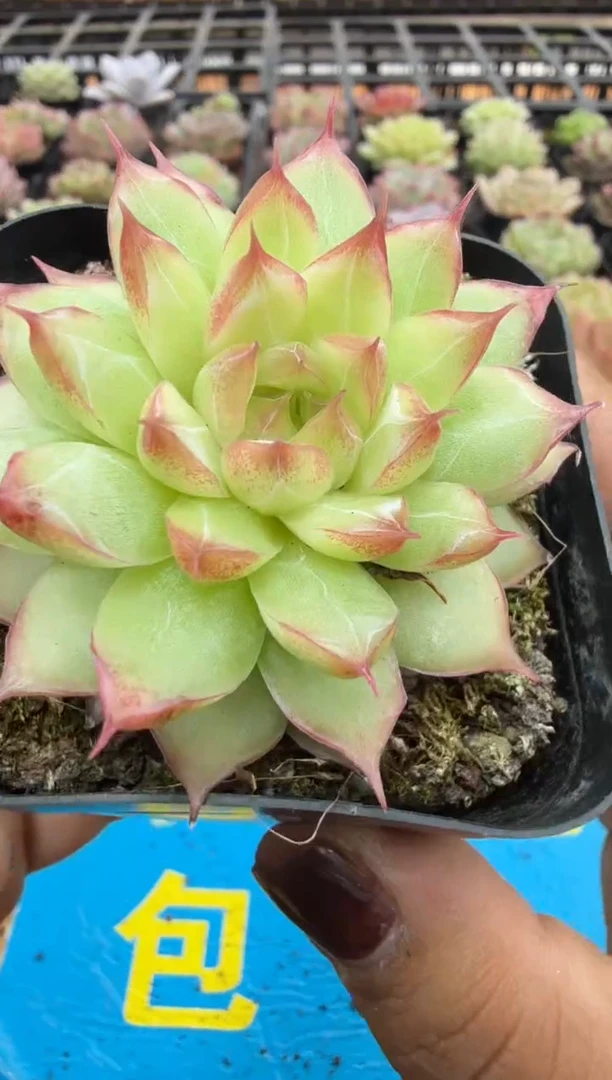 东云多肉园二店-128