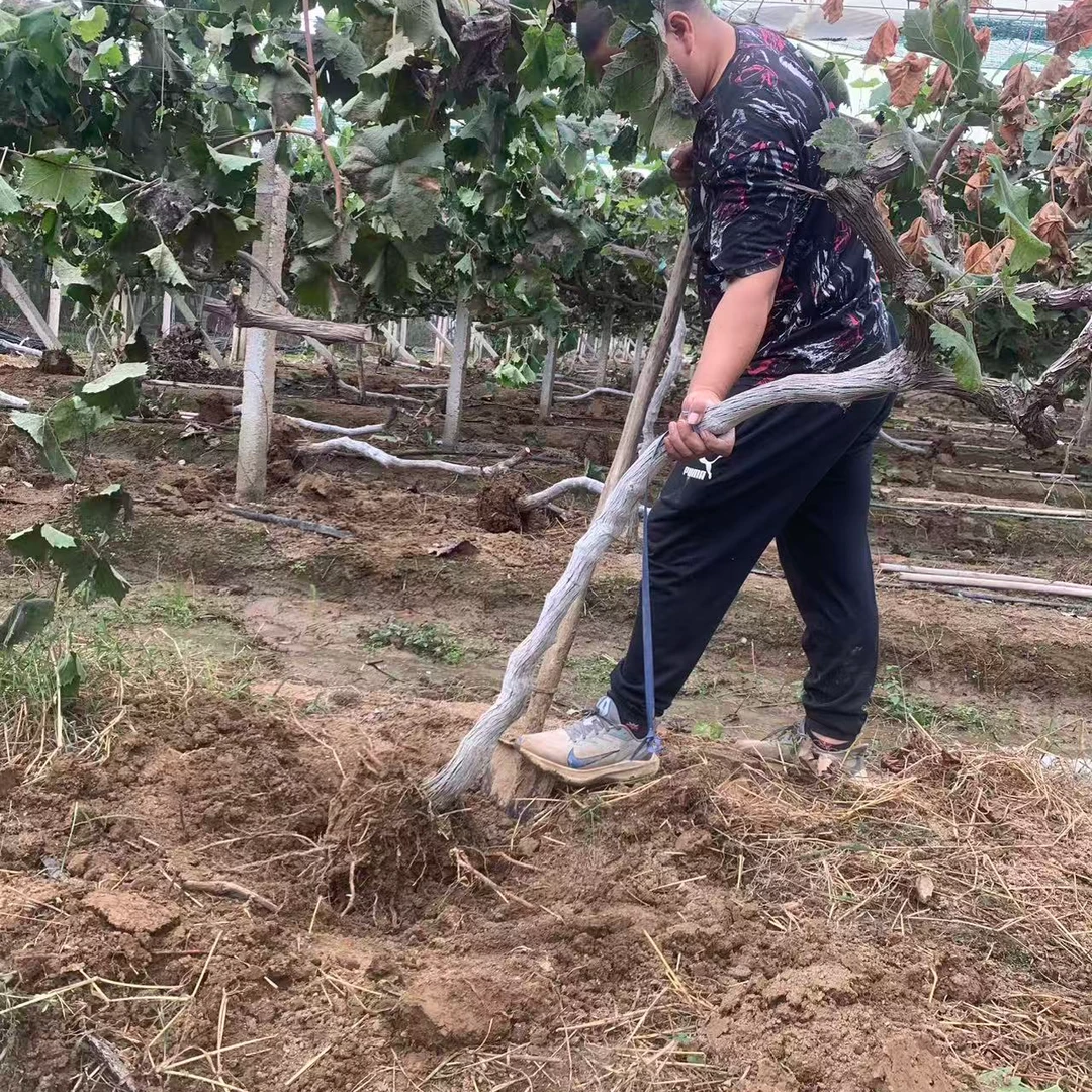 【现挖现卖】基地直发大葡萄树盆栽葡萄苗地栽葡萄树苗庭院种植