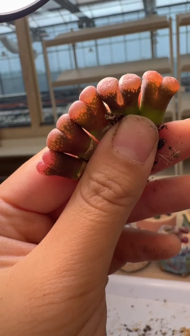 28-44多肉植物肉锥酒红风铃