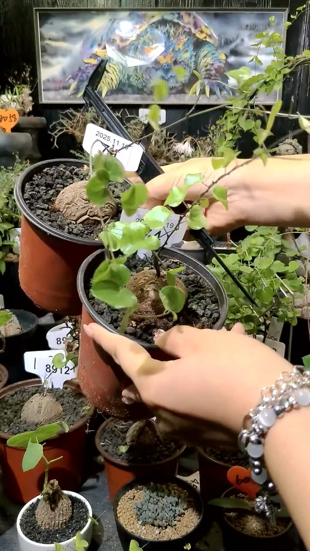 74号1119福利南非龟甲龙买一送一