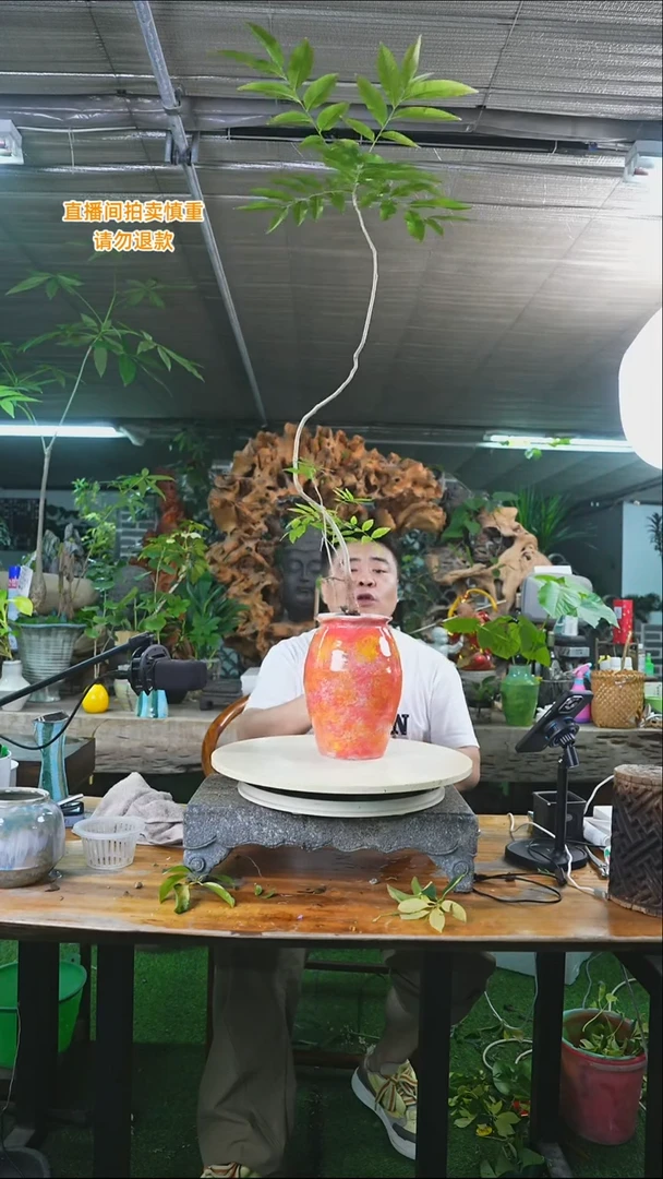 完全开放菩提103+