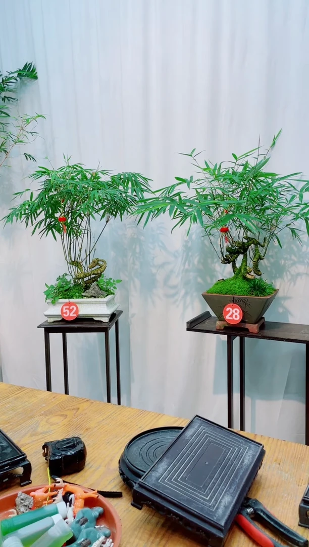 【闪购商品】竹子盆景竹子盆景
