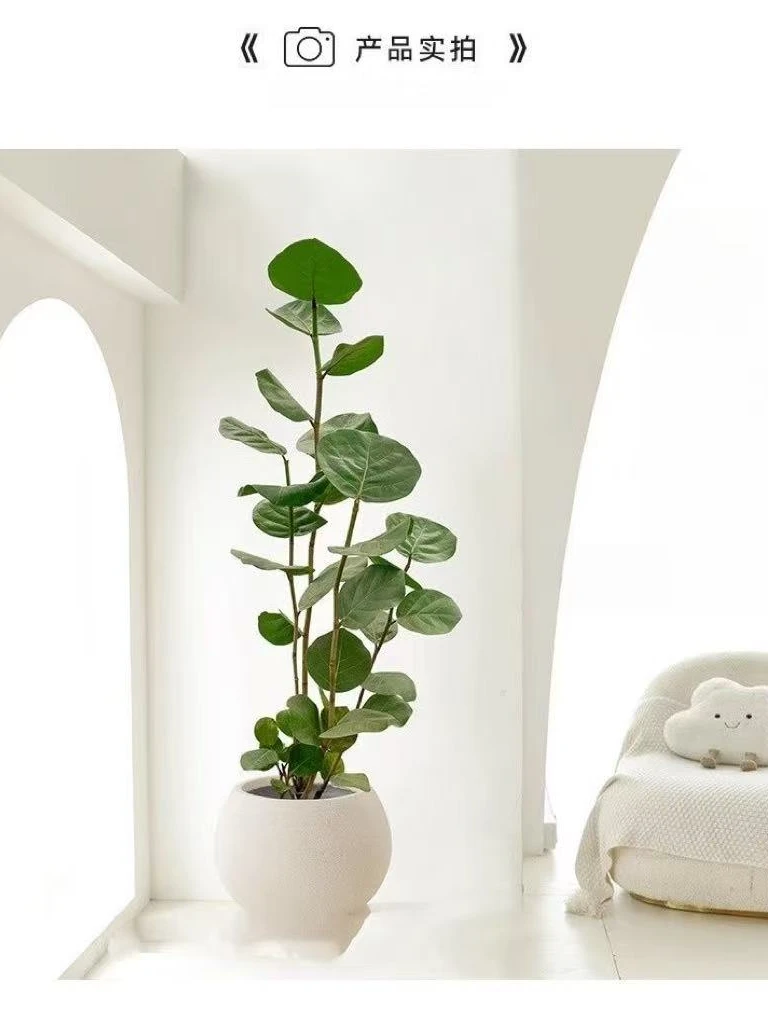 【海葡萄】绿植室内大型绿植乔迁新居房去甲醛客厅大型植物盆栽