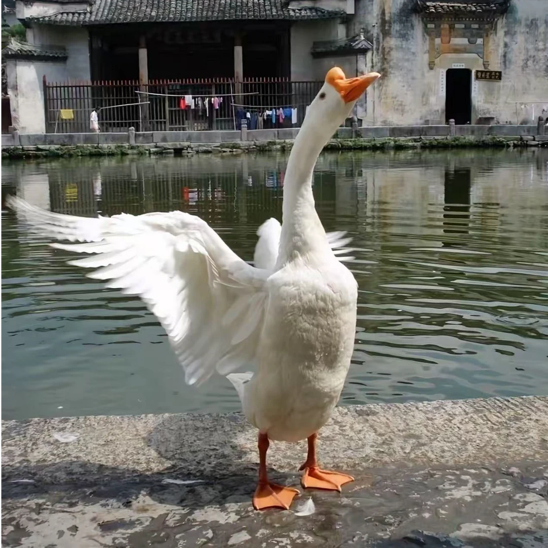 【四季产蛋王白鹅】一年四季产蛋白鹅宠物鸭包邮
