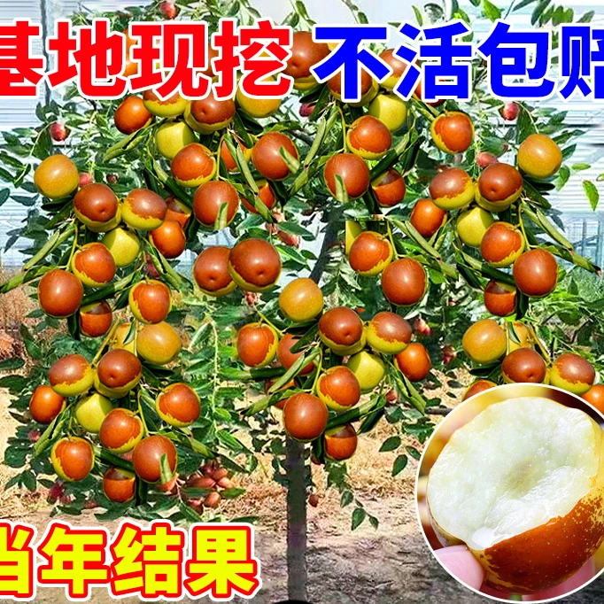 枣树活苗果树南方北方带土球种植嫁接冰糖枣特大超甜沾化冬枣苗树