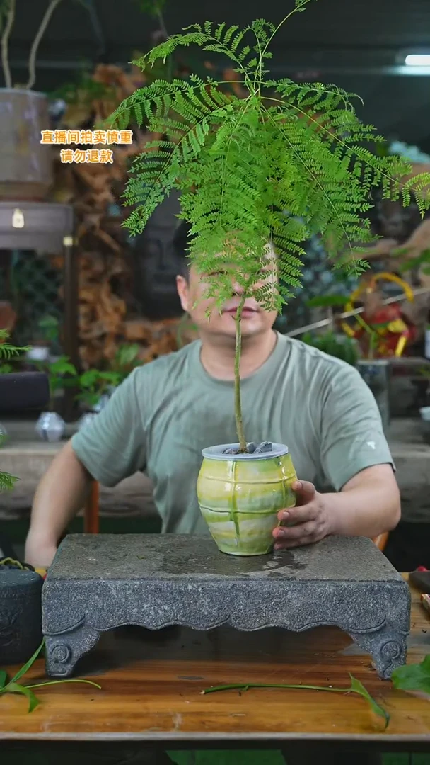 完全开放蓝花楹瓷器瓶