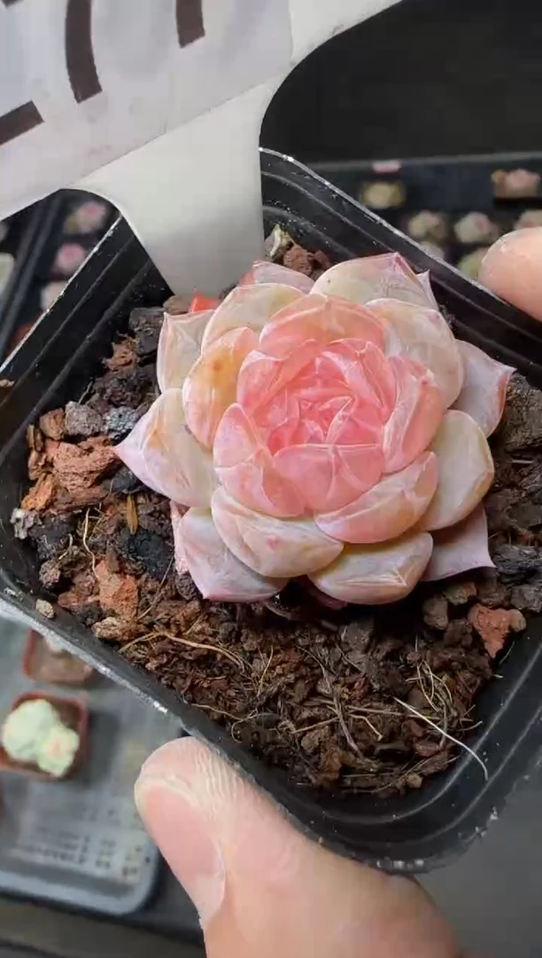 【闪购商品】一物一拍0210— 277