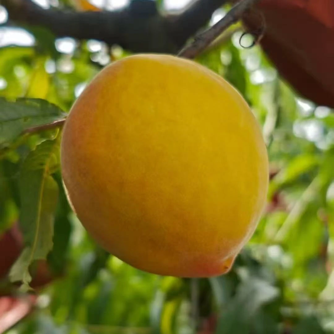 正宗贵州高山黄桃新鲜当季水果脆甜现摘现发