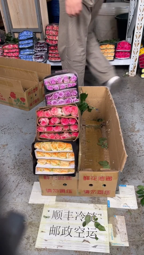 香槟20枝+爱莎20枝+紫霞20枝