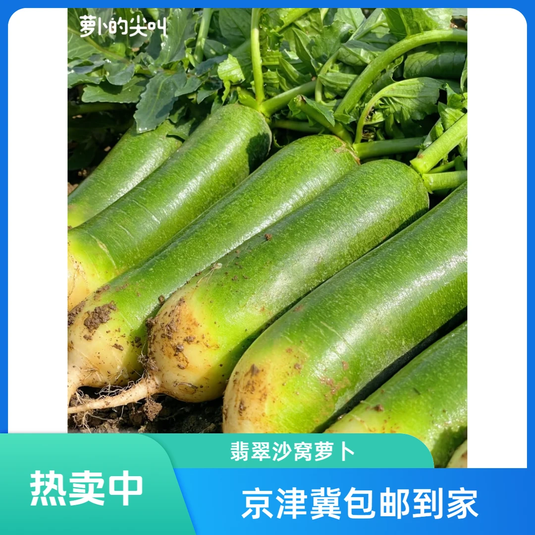 他家翡翠萝卜真好吃 新鲜翡翠沙窝萝卜水果萝卜脆甜多汁净重5斤/箱 京津冀包邮水果萝卜