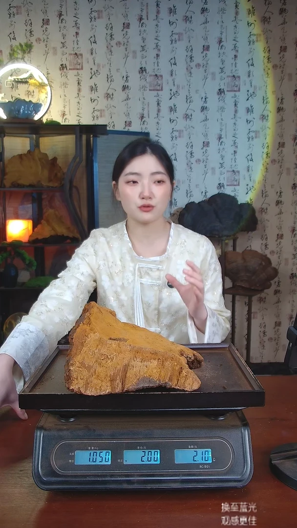 松针层孔菌中国大陆【藏区 野生】松树桑黄（2.1斤）50-60年份