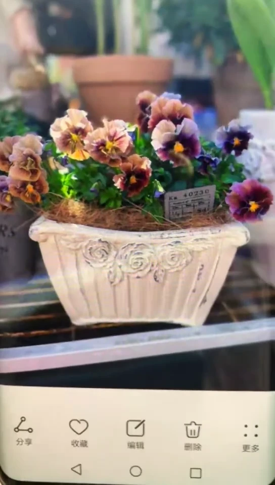 红陶花盆 1个装 复古白 四方翘角盆